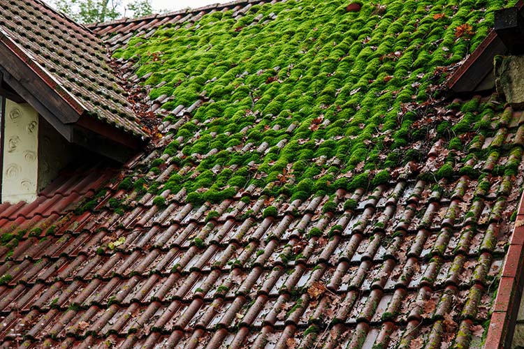 Démoussage de toiture Cormelles-le-Royal